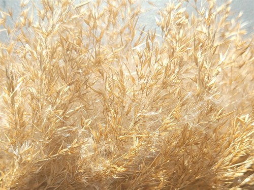 Phragmites australis seedhead (2023) Liz Lecky (1).jpeg